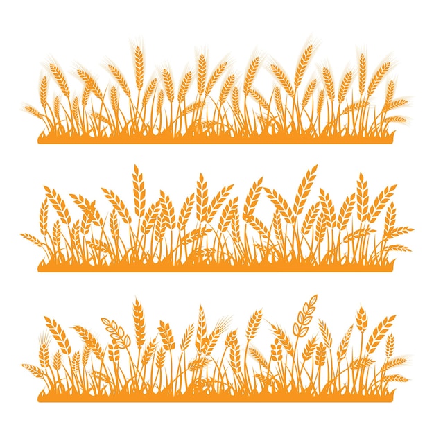 Spikelets of golden wheat set