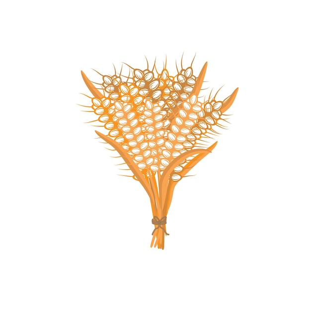 Spikelets of wheat on a white background a bunch of ears isolated vector illustration