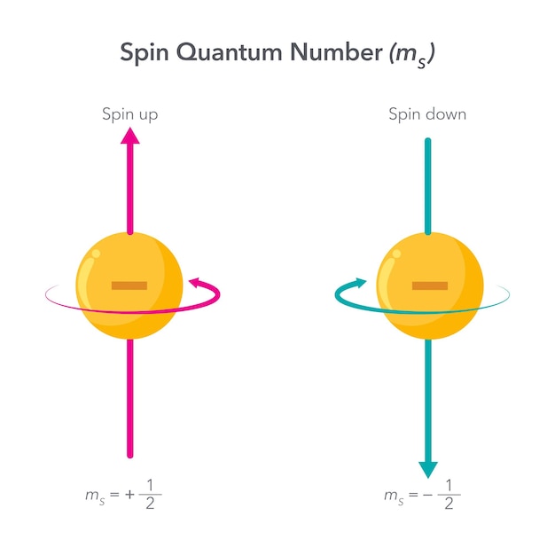 Vector spin quantum number physics vector illustration infographic