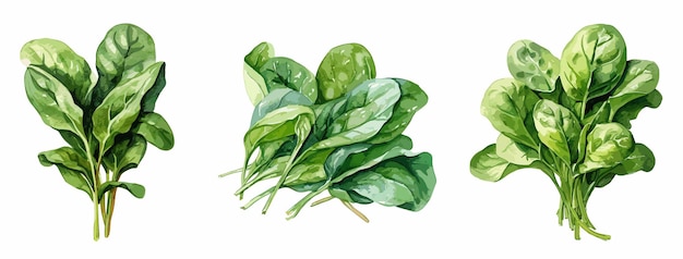 Spinach aquarel schilderstijl illustratie Vector set