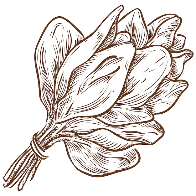 Vector spinach bunch vector sketch hand drawing