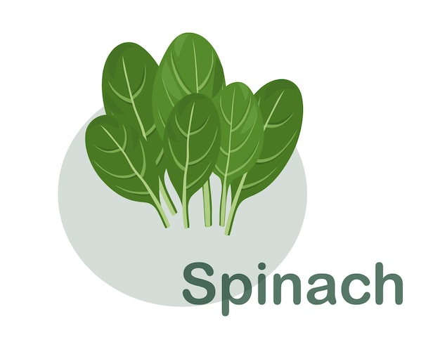 Illustrazione vettoriale piatta disegnata spinaci