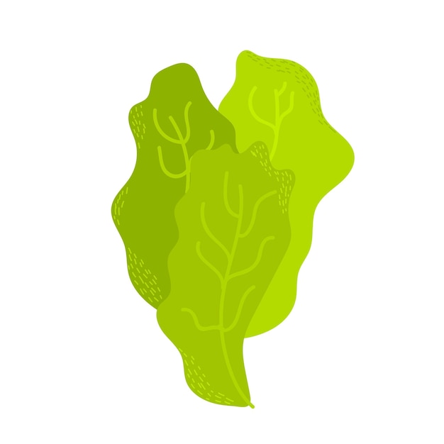 白い背景に分離されたほうれん草の新鮮なジューシーな生の葉健康的な食事菜食主義者食品フラットスタイルの緑のサラダ植物調理食品デザインの要素