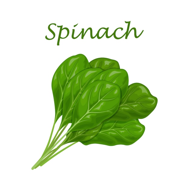 Vector spinach image of green spinach leaves for salad and cooking vector illustration isolated on a white background