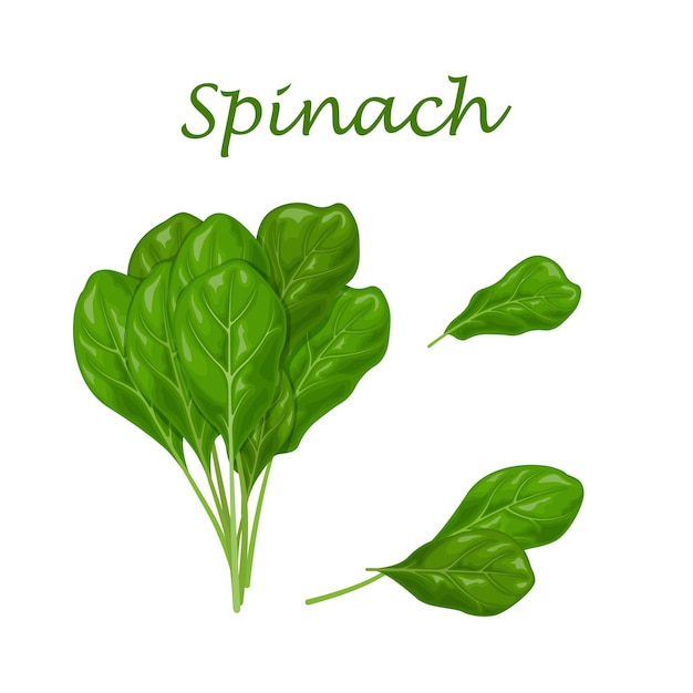 Spinach Image of green spinach leaves for salad and cooking Vector illustration isolated on a white background