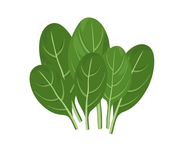 Spinach isolated on white background hand drawn flat vector illustration.