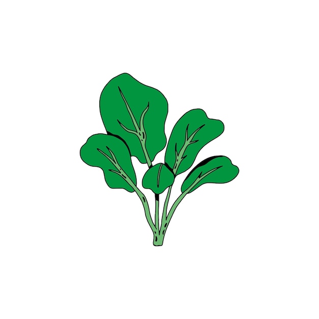 Spinach vector illustration on white background Suitable for food and vegetable content design