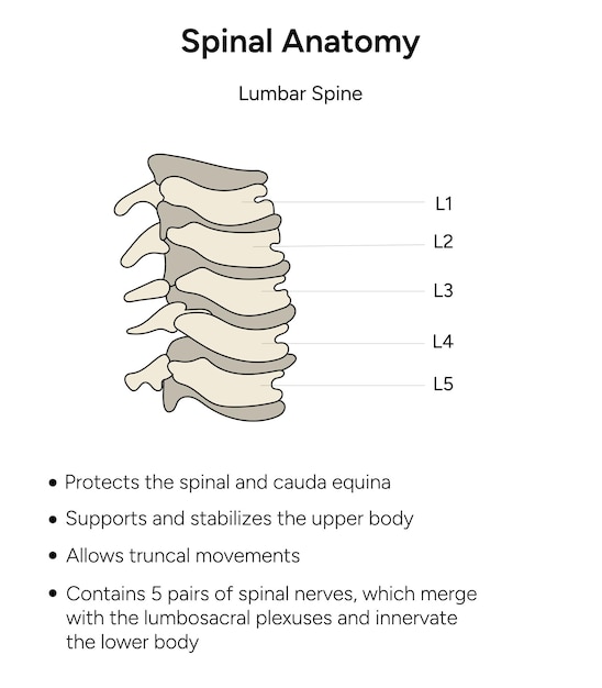 Spinal anatomy lumbar spine infographic in vector