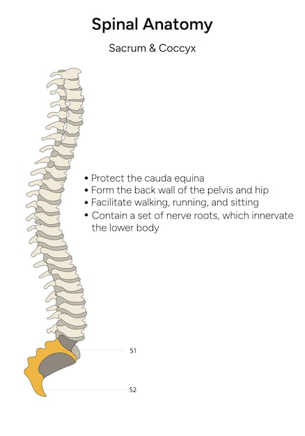 Spinal anatomy sacrum and coccyx infographic in vector