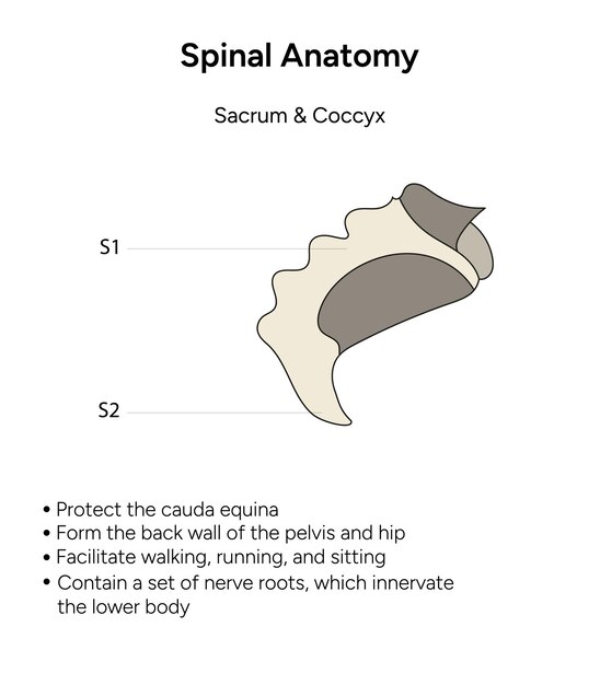 Spinal anatomy sacrum and coccyx information in vector