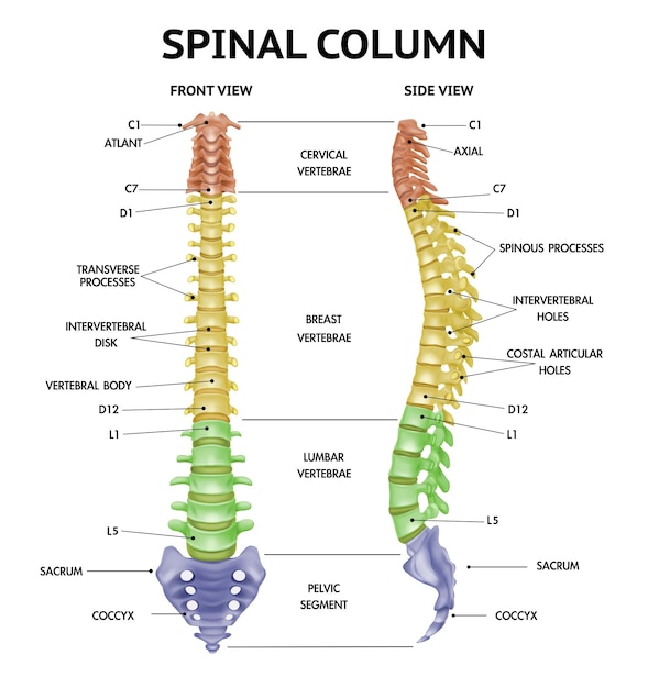 Spinal column front and side views