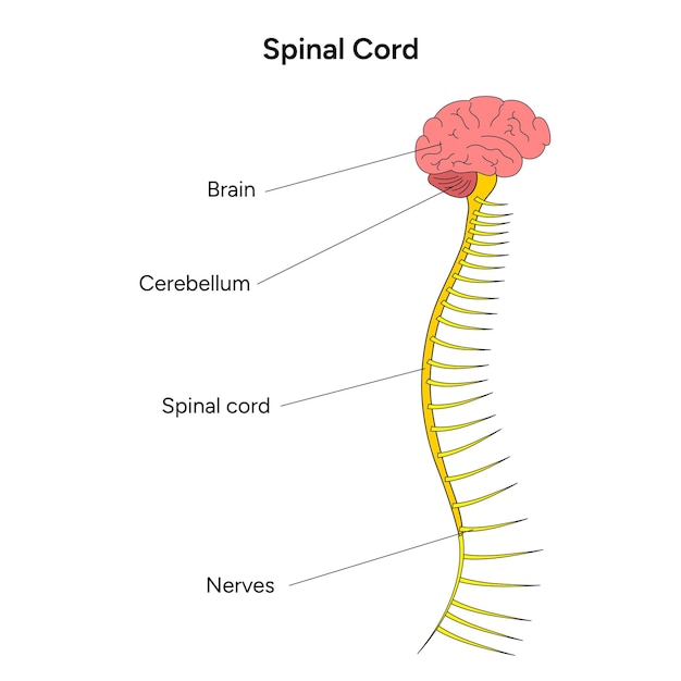 Vector spinal cord illustration in vector