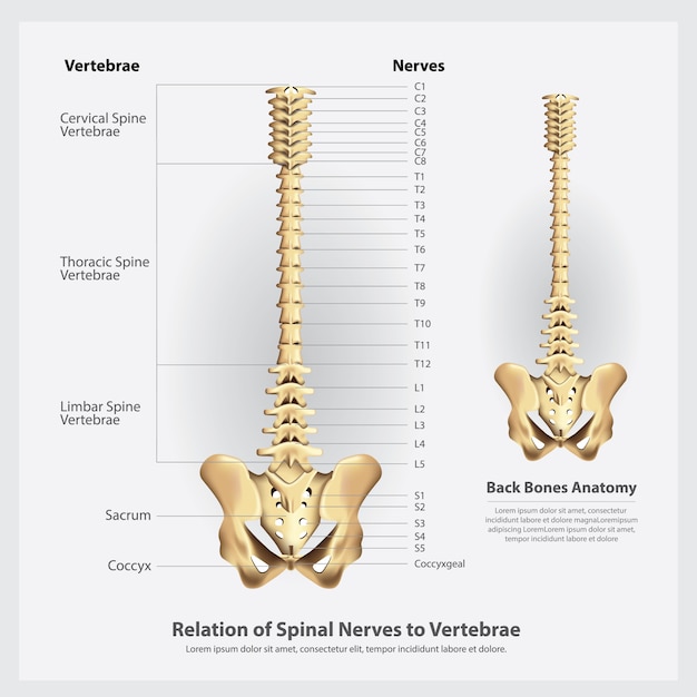 Vettore illustrazione dei segmenti e delle radici dei nervi e delle vertebre spinali