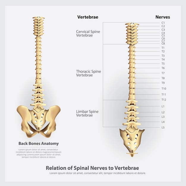 Vettore nervi e radici vertebrali segmenti e radici