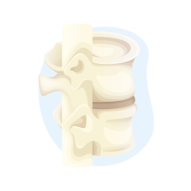 벡터 척추 구조. 인간의 골격 3d 벡터