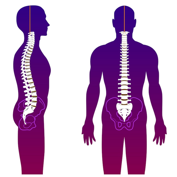Vector spine