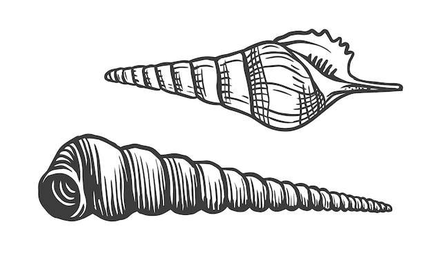 Vettore conchiglie marine a spirale