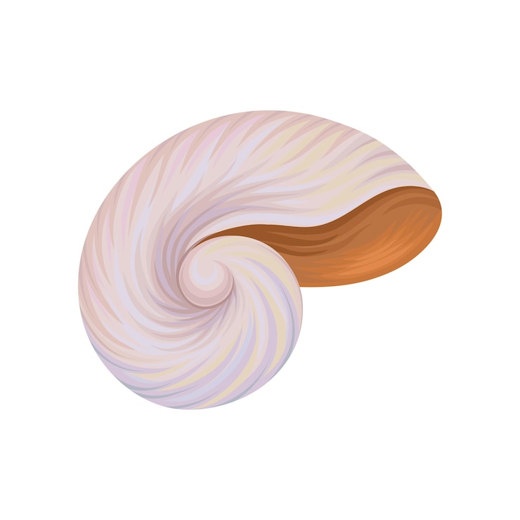 Vector spiral seashell of marine mollusk sea and ocean theme object of underwater world detailed vector element for postcard promo poster or banner