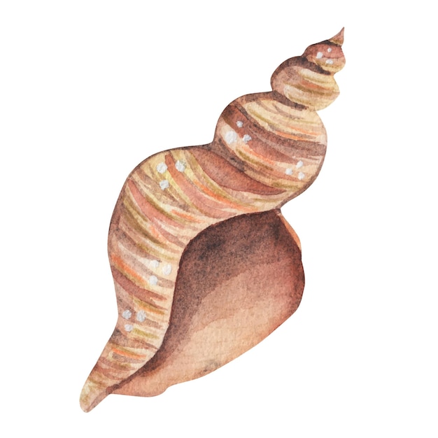 Vector spiral shell watercolor illustration