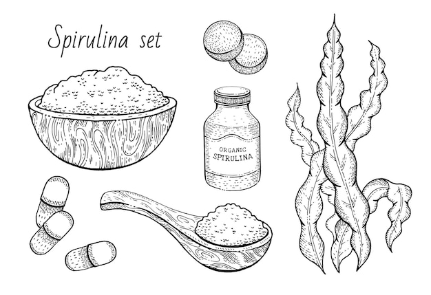 Spirulina seaweed set Hand drawn sea plant super food engraved drawing Spirulina superfood detox