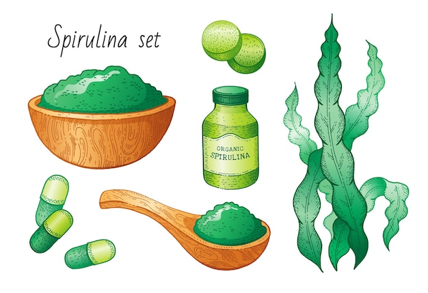 Vettore set di alghe spirulina.