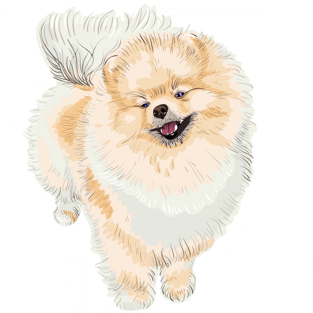 Premium Vector | Spitz dog smiles