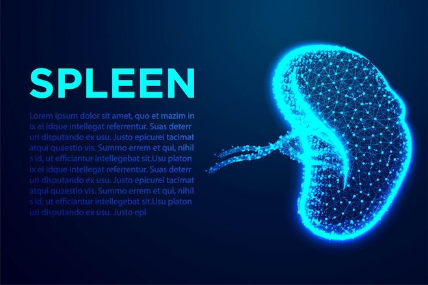 Spleen Human Anatomy Abstract low poly wireframe designs From connecting dot and line Vector Illustration