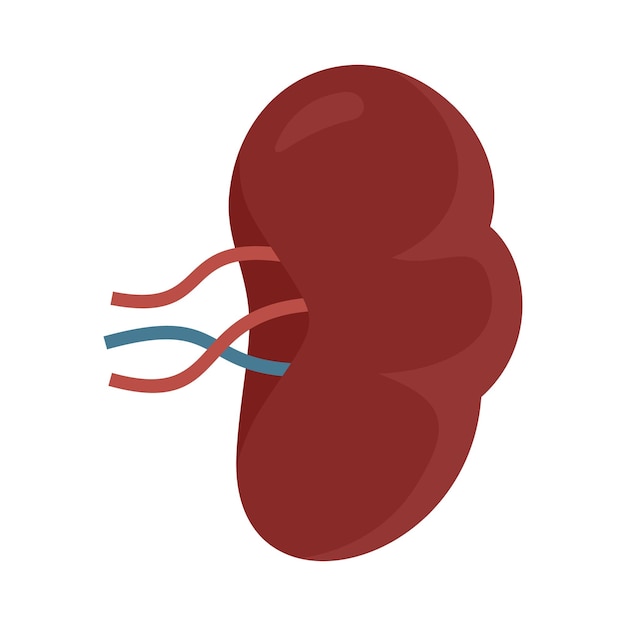 ベクトル 脾臓のアイコン web デザインのための脾臓ベクトル アイコンのフラットの図