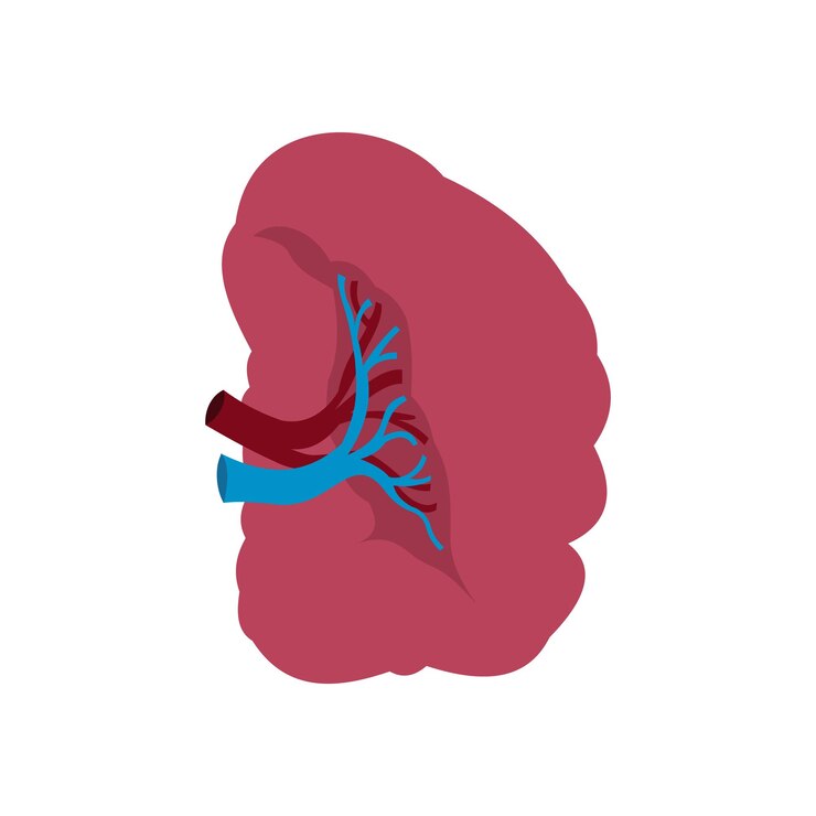 Vector spleen icon in flat style isolated on white background