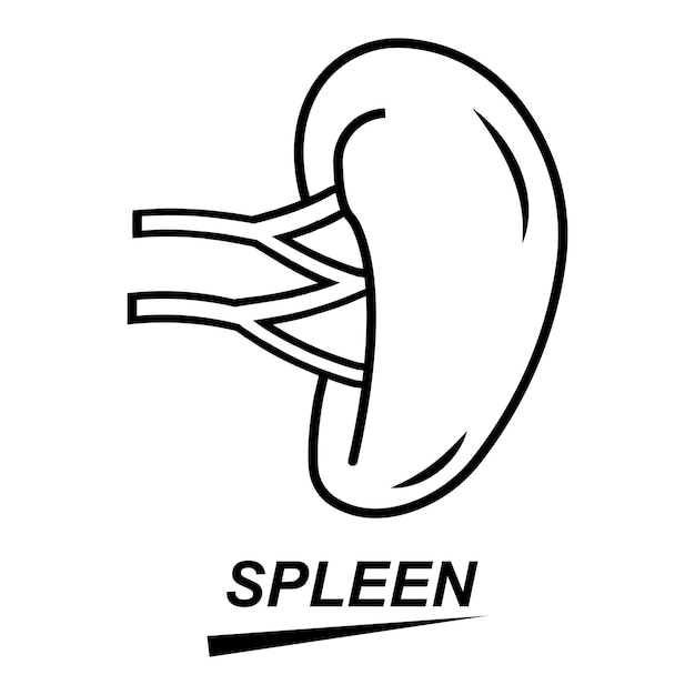 Spleen icon