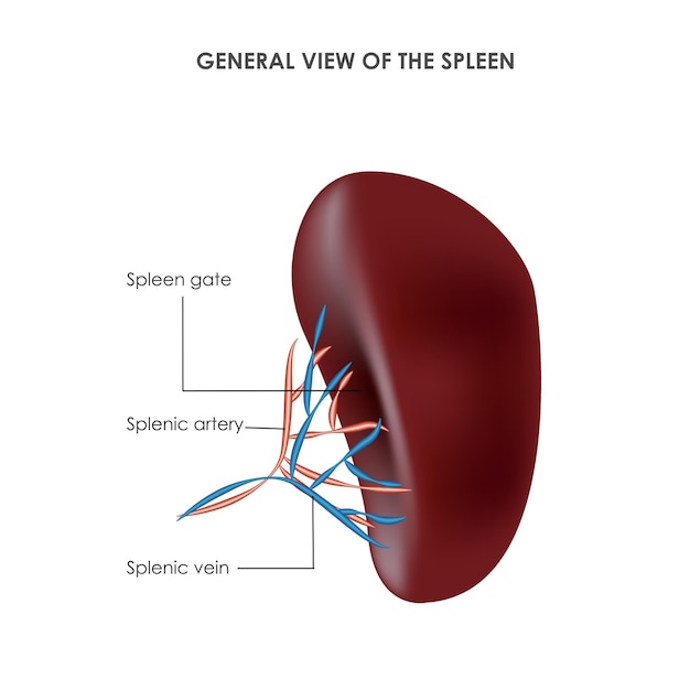 Spleen structure realistic medical vector