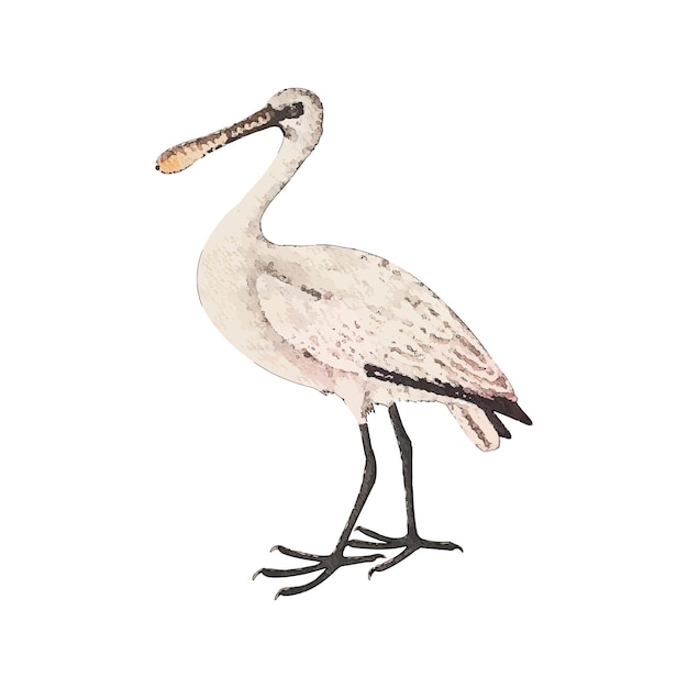 Vector spoonbill watercolor vector illustration