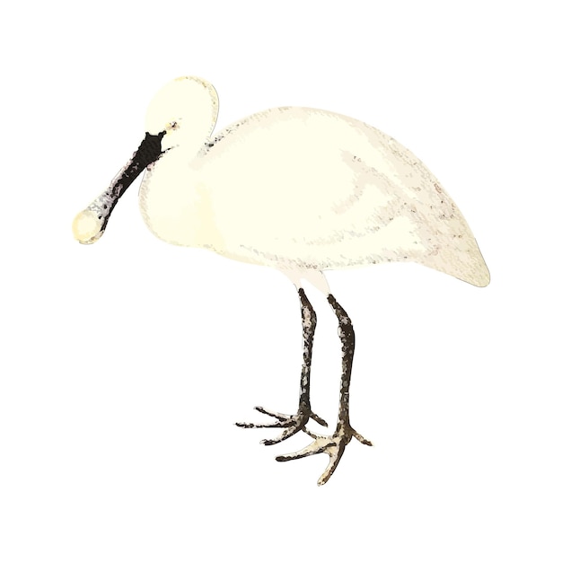 Vector spoonbill watercolor vector illustration