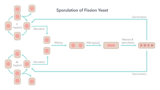 Sporulatie en levenscyclus van kernsplijting Gist biologie vector illustratie diagram
