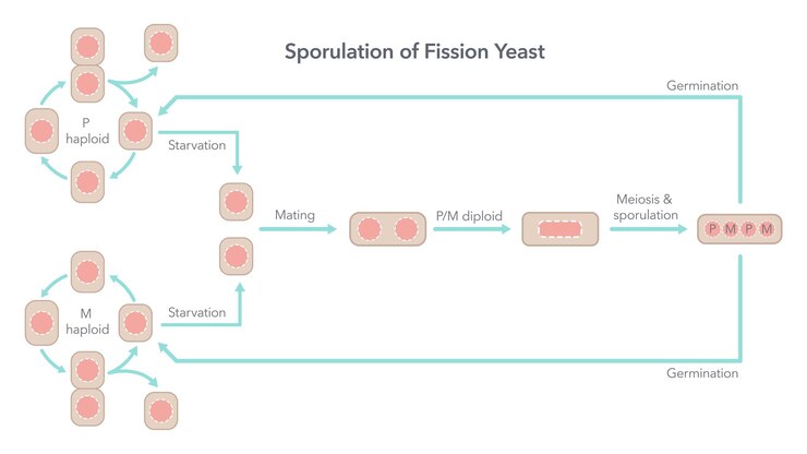 Vector sporulation and life cycle of fission yeast biology vector illustration diagram