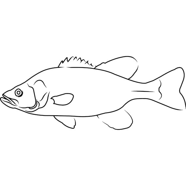 Spotted Bass Hand sketched hand drawn vector clipart