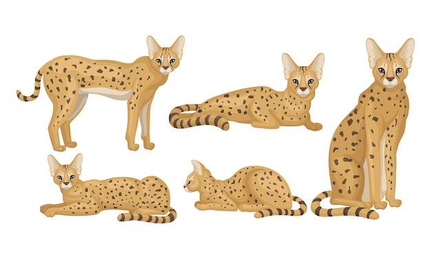 Spotted cheetah in staande en zittende pose vector illustraties set