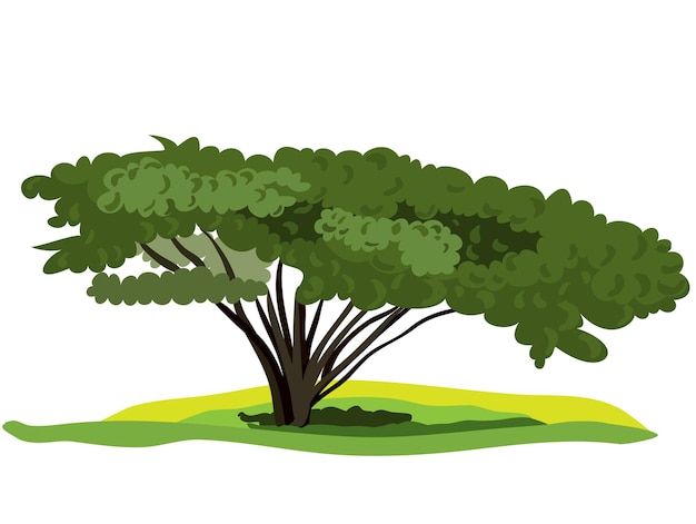 Spreading tree with lush green foliage is isolated on a white background