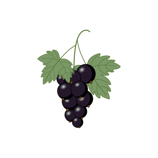 A sprig of currant on a white background. Currant leaf for tea. Vector illustration of berries.