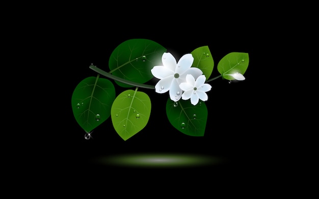 A sprig of jasmine flower with shining drop water
