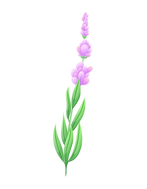 Sprig of lavender or lilac with purple flowers leaves and petals Vector isolated cartoon natural illustration