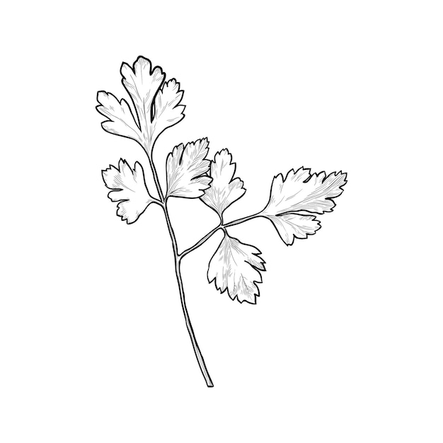 Sprig of parsley isolated on white background Hand drawn vector illustration