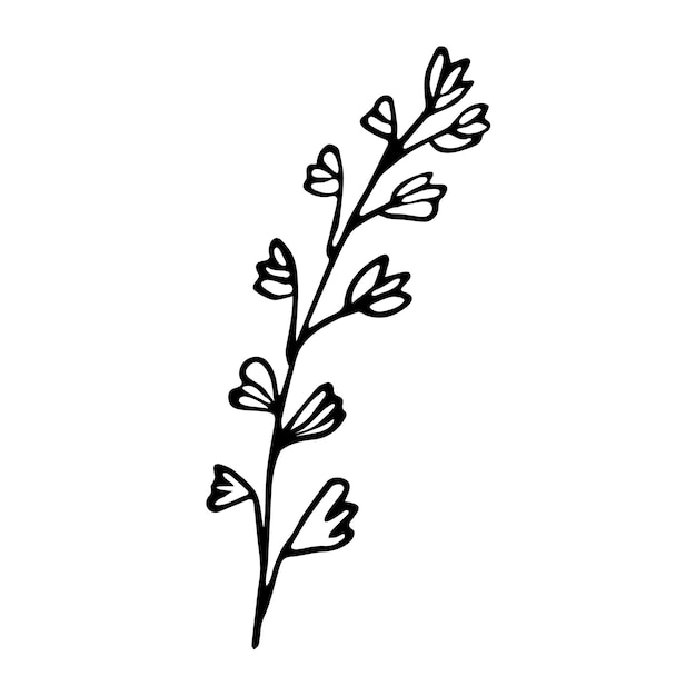Vector a sprig of thyme hand drawn sketch style illustration design element