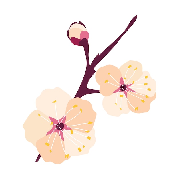 ベクトル 梅の花の小枝春の白い背景で隔離の手描きイラスト