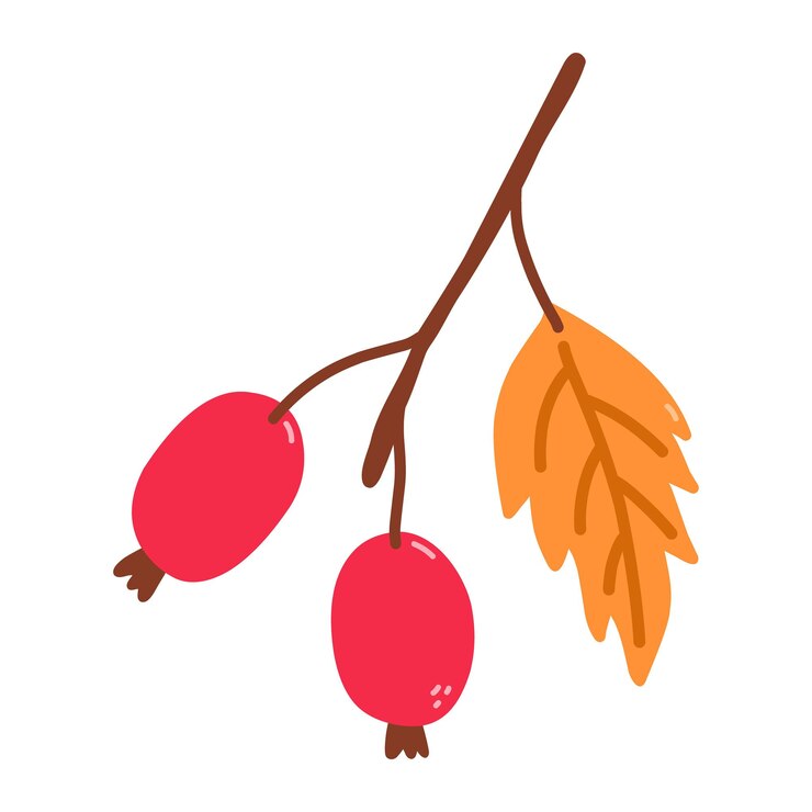 Vector 장미 엉덩이와 흰색에 고립 된 잎 장식 손으로 그린 평면 그림 식물 클립 아트