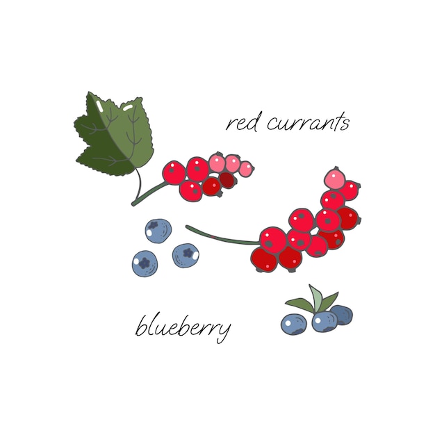 Sprigs and berries of blueberries sprigs of red currant and leaves on a white background