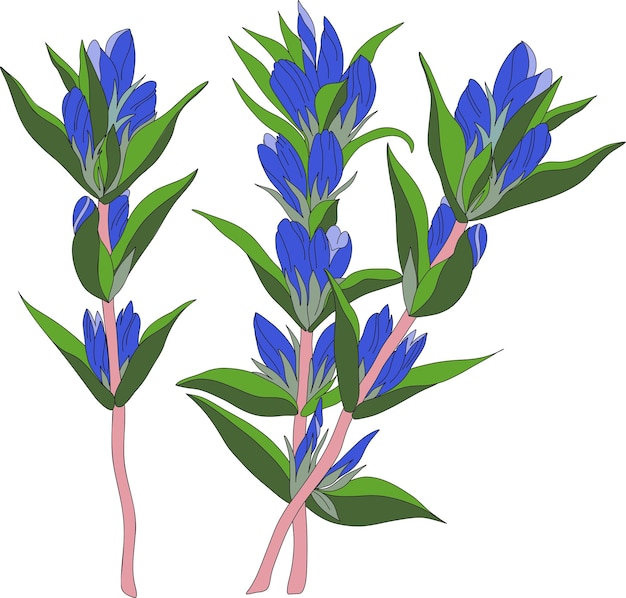 Веточки голубой горечавки. Горечавка - цветок рождения, векторная иллюстрация. Горечавка. Горный полевой цветок.
