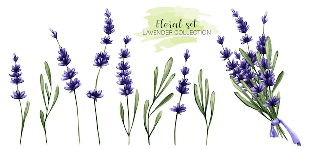 Vector sprigs of watercolor summer flowers on a white background purple lavender