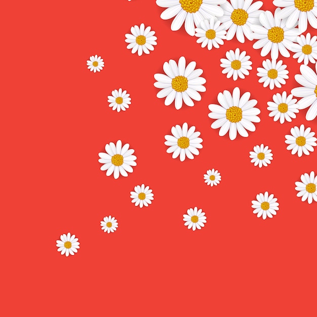 Spring background with blooming chamomile