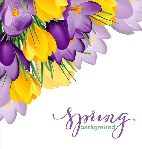 Spring background with blooming spring flowers, crocuses. vector illustration